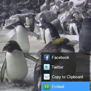 Top 5 Embeddable Video Players for Websites
