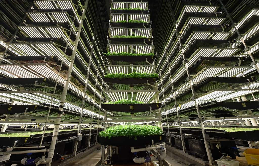 Interview with the Author of 'The Vertical Farm'