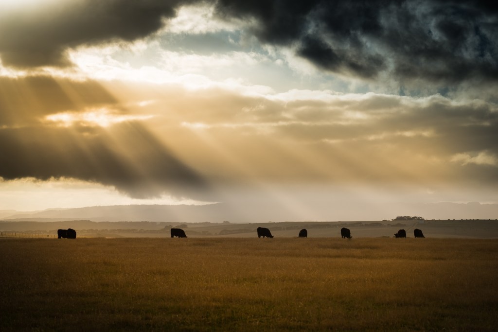 Livestock Emissions Calculator | Reduce Your Ranch's Carbon Footprint