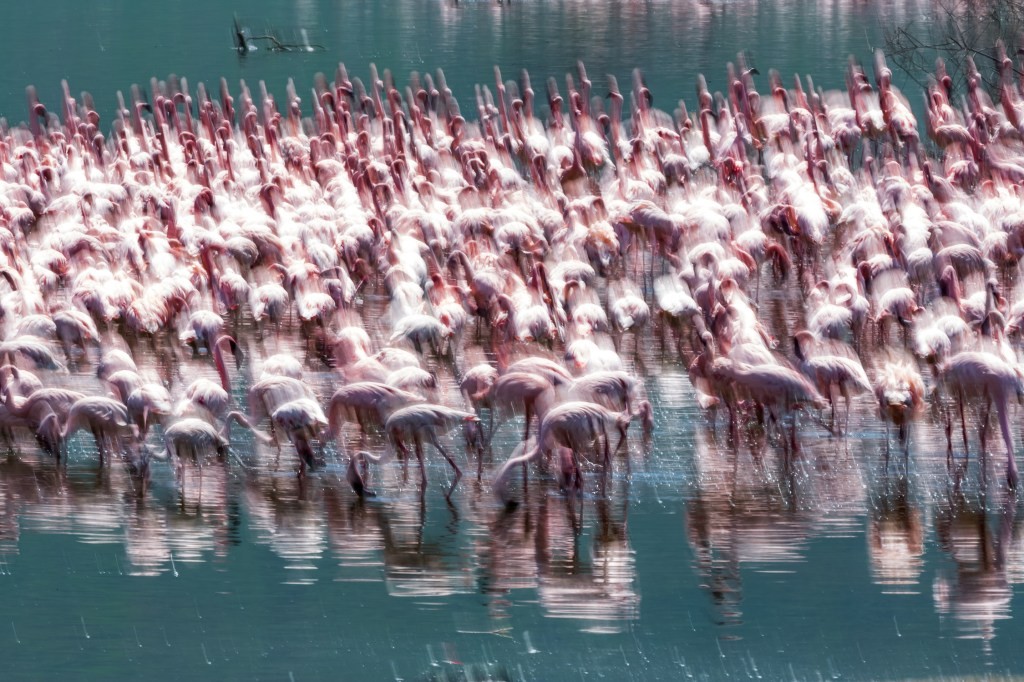 Adobe Project Sharp Shots: AI Deblurring for Videos