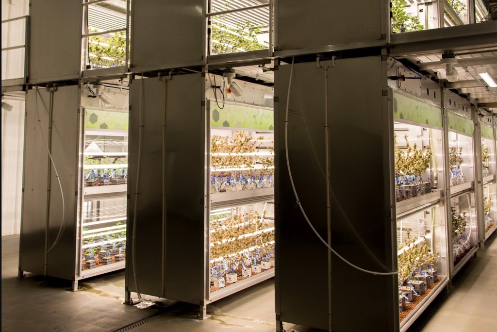 Agrify: Leading Cannabis Company | Growth & Innovation