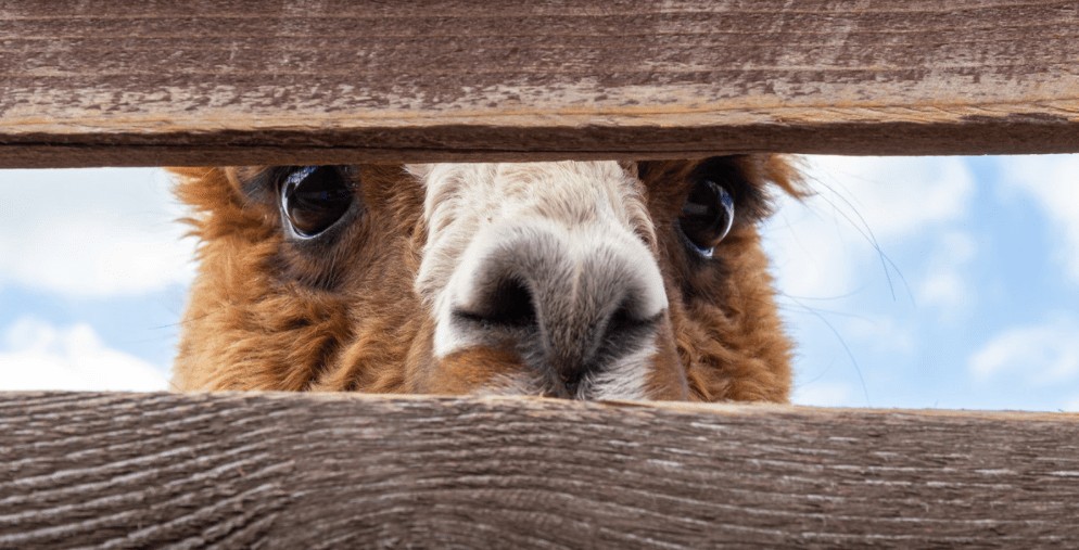 Alpaca Raises $10M Series A for API-Powered Trading