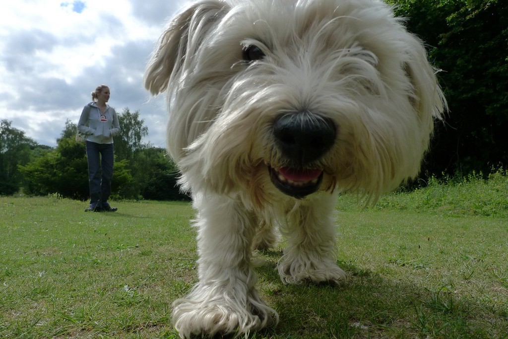 Alpha Paw Secures $8M Funding for Pet Wellness Innovation