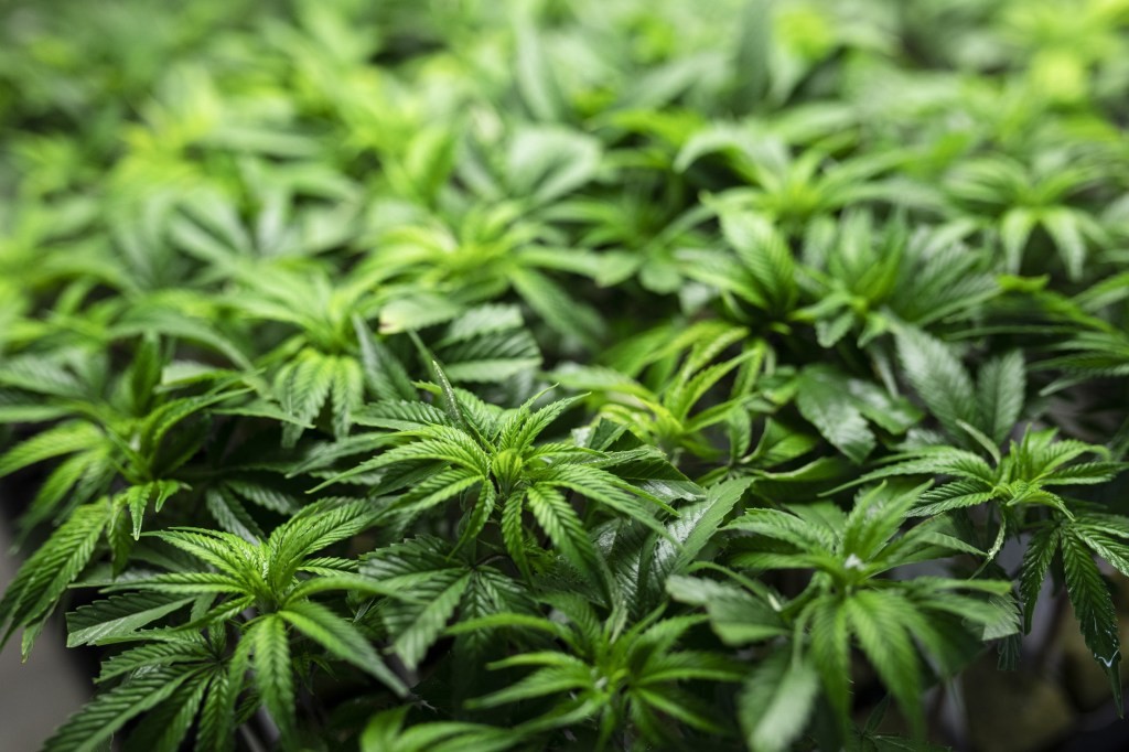 Amazon Ends Marijuana Screening for Employees