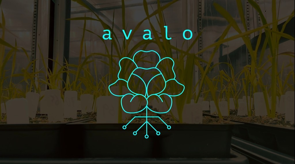 Avalo: Accelerating Crop Adaptation with Machine Learning