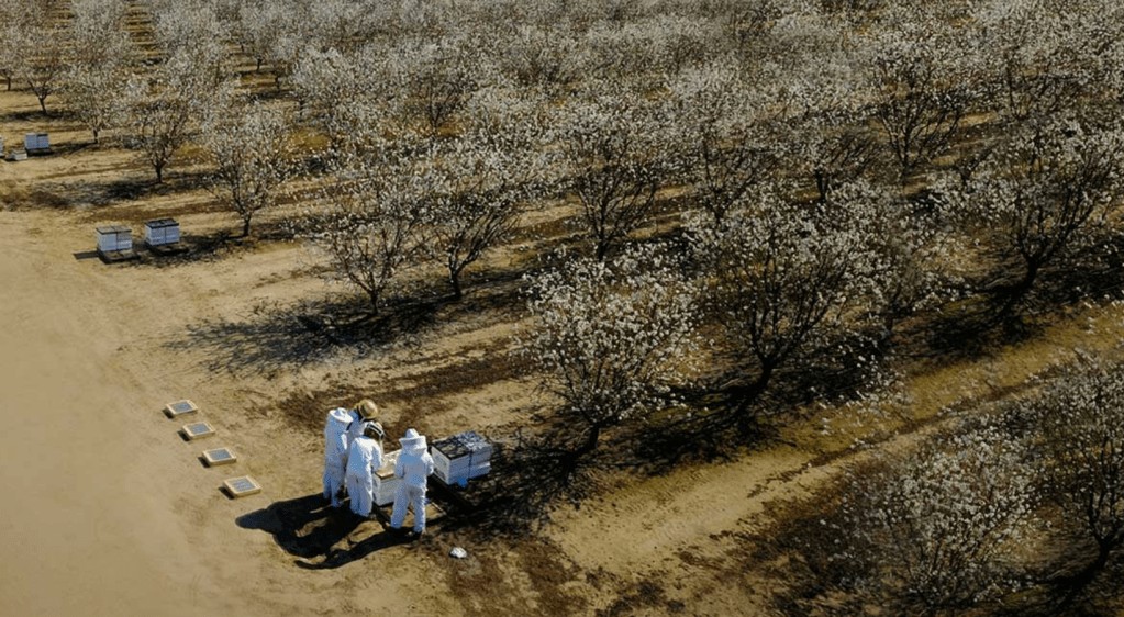 beeflow Raises $8.3M to Save Bees & Revolutionize Pollination