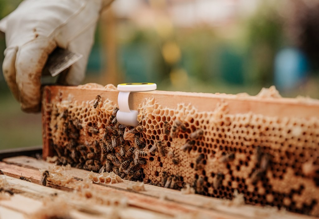 BeeHero Raises $19M to Revolutionize Pollination with AI