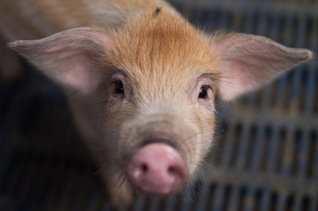 Bill Gates & Synthetic Meat: Meatable Raises $47M