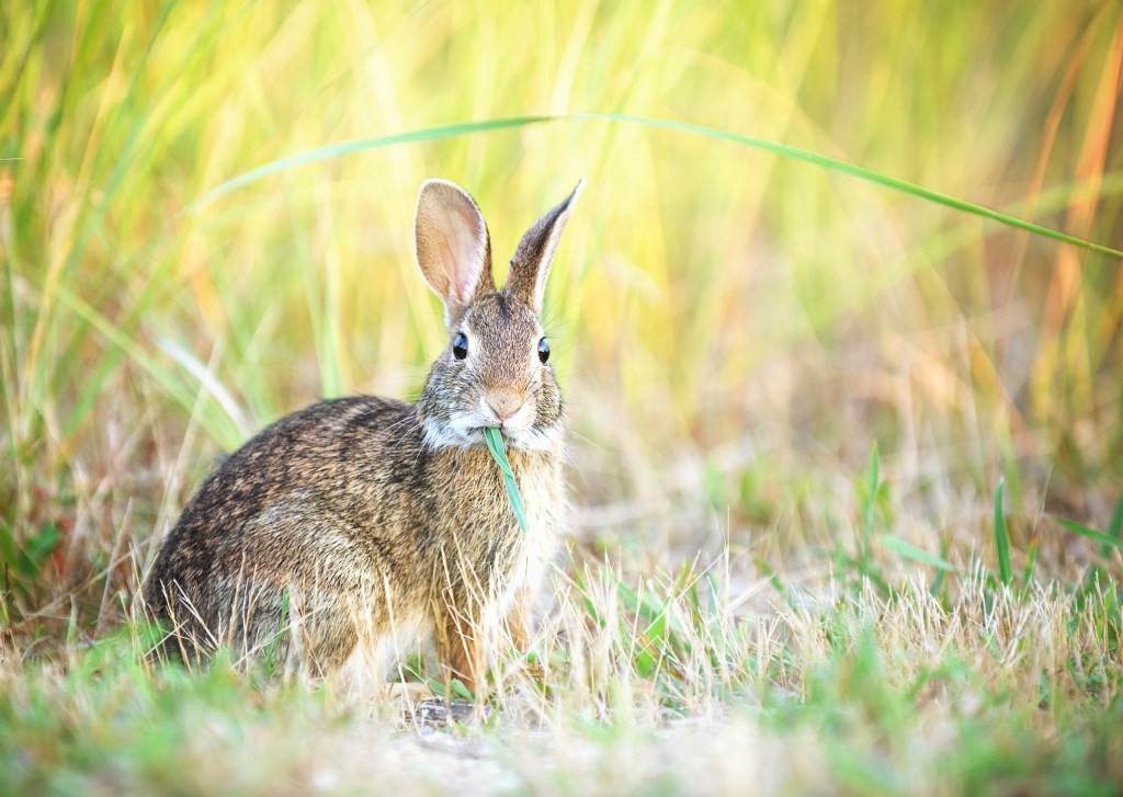 Binance Labs Invests in DeFi Startup Mound - Pancake Bunny Developer
