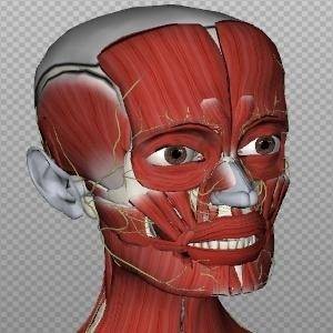 BioDigital Human - 3D Human Anatomy & Physiology