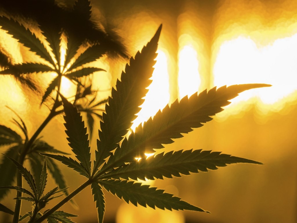 Cannabis Banking Act Passes House: Bipartisan Support