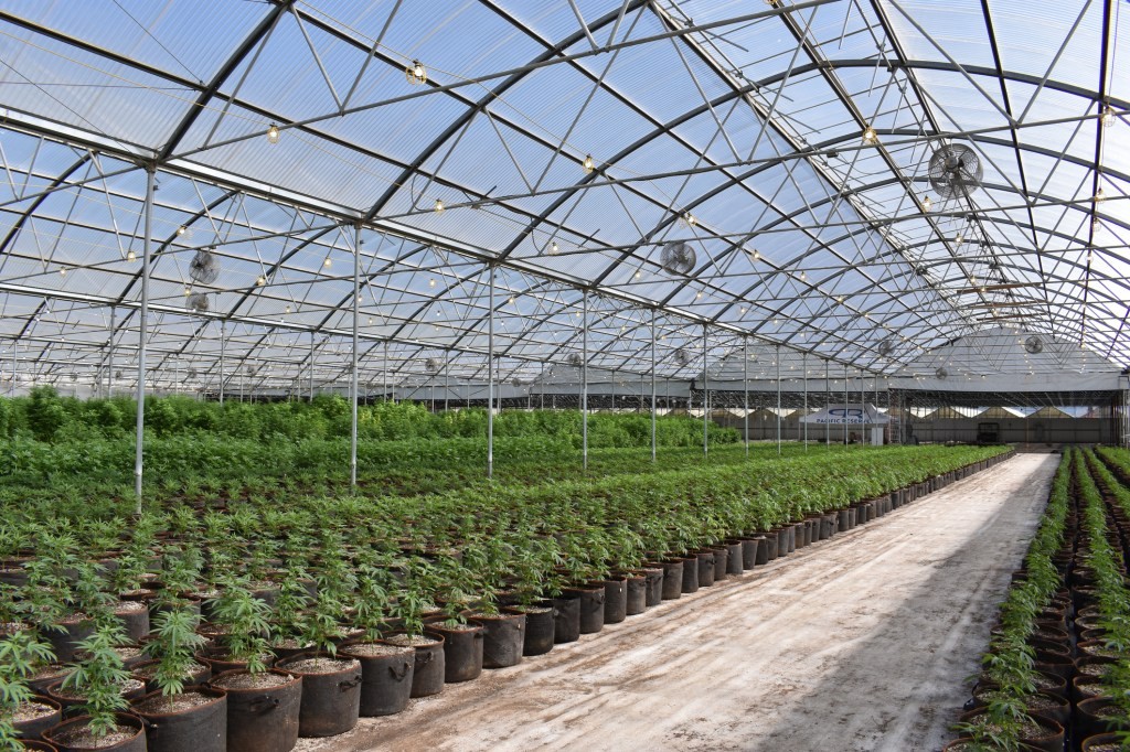 Cannabis Investment Growth: 2020-2021 Data