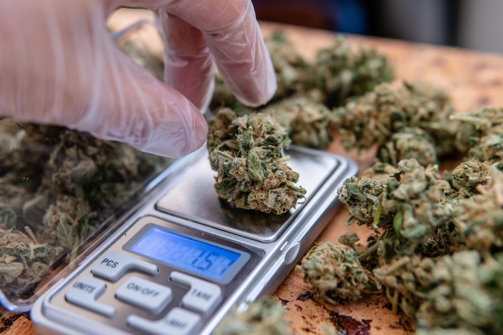 Cannabis Legalization: 5 States Poised for Change