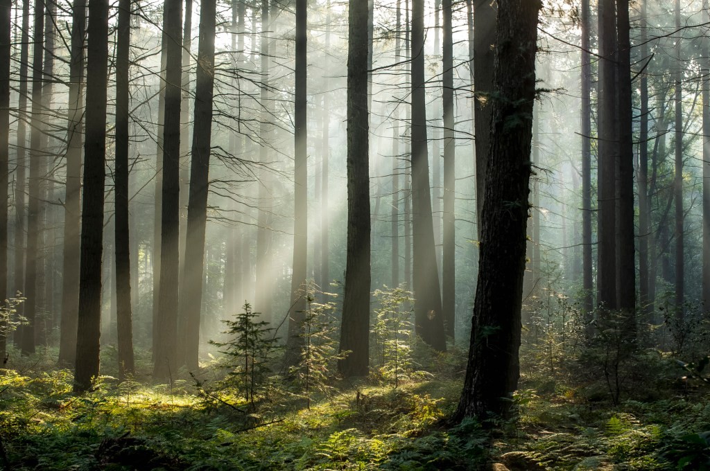 Chestnut Carbon Raises $160M for Reforestation of Farms