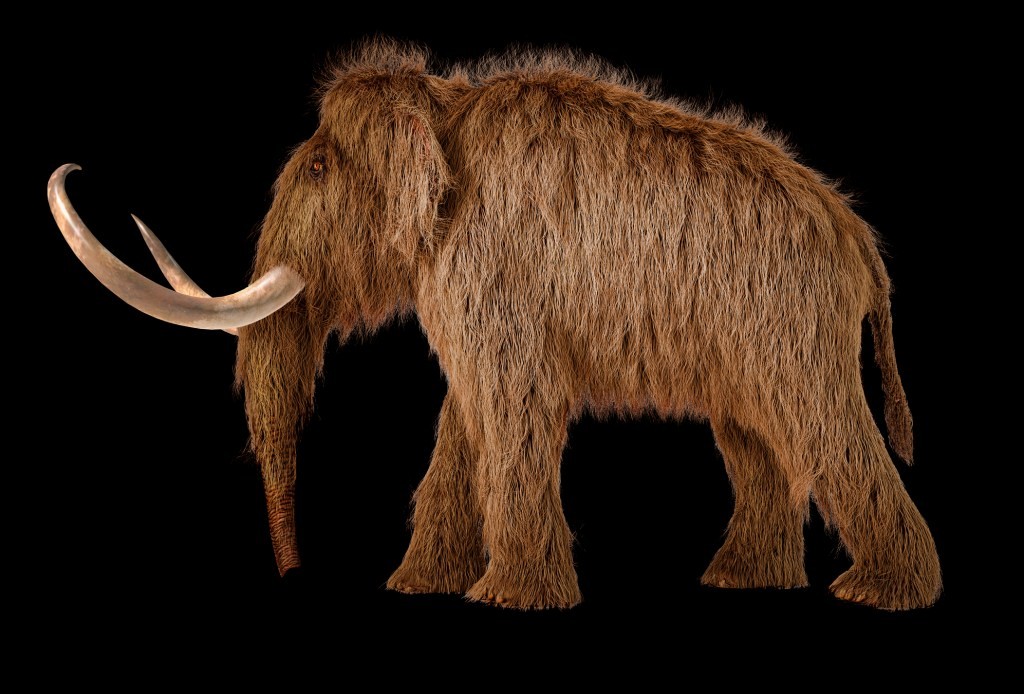 Colossal Biosciences Raises $200M to Revive Woolly Mammoths