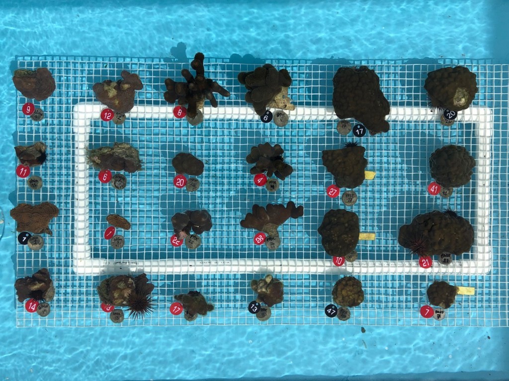 Coral Vita Secures $2M Seed Funding for Global Reef Restoration