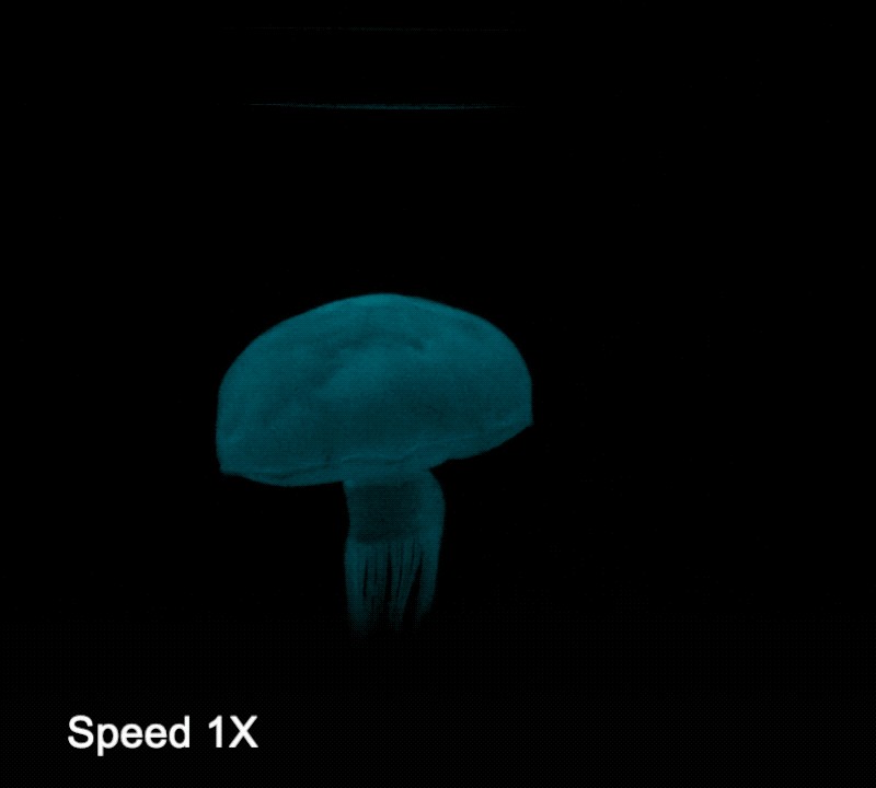 Cornell's Soft Robots: Jellyfish & Worm Powered by Hydraulic Fluid