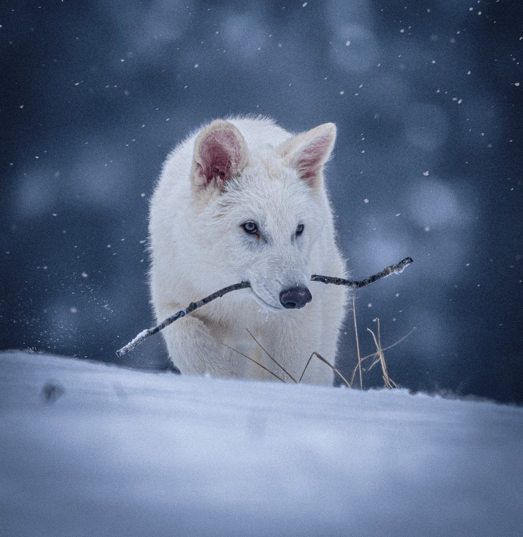 Colossal Biosciences Dire Wolf: Is the $10B Valuation Justified?