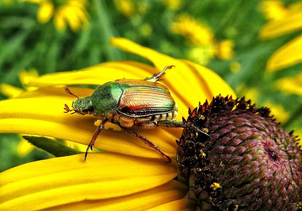 FarmSense: Bug-Proofing Crops with Sensors & Machine Learning