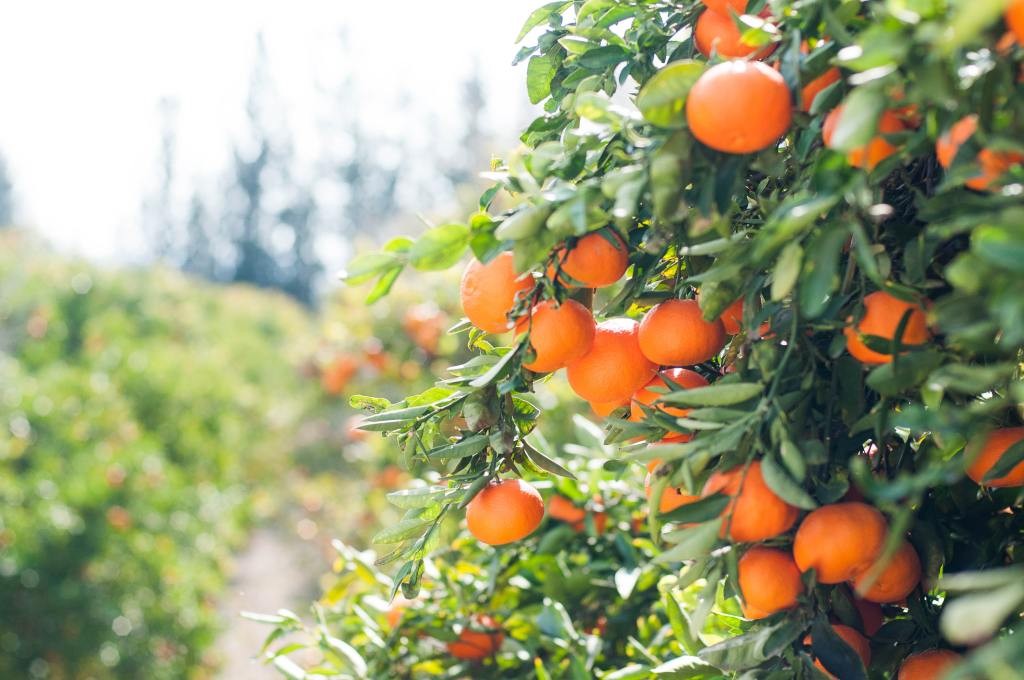 Full Harvest: Reducing Food Waste with Imperfect Produce