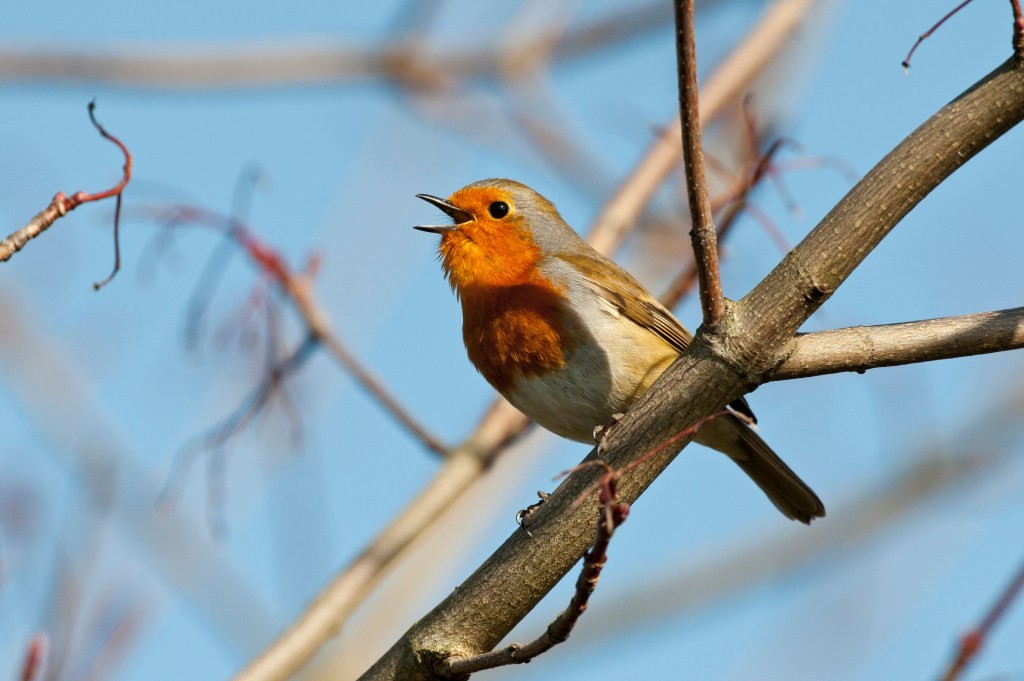 Google Chirp 3 Voice Model Now Available on Vertex AI