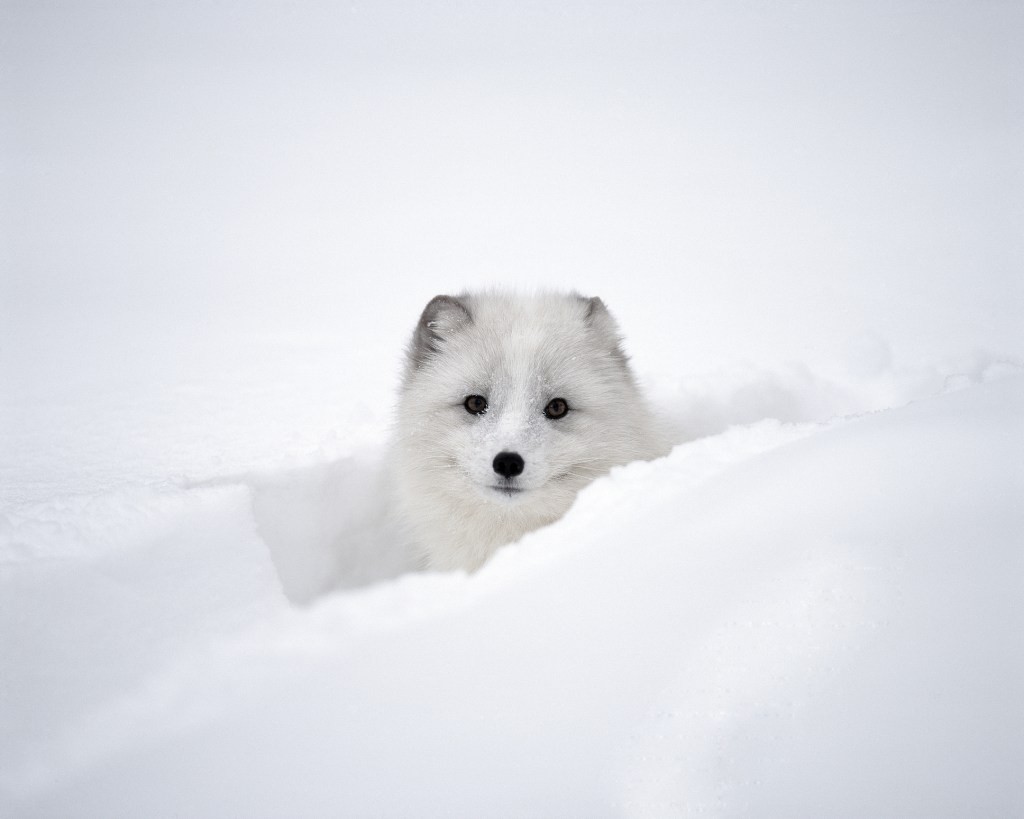 Android Studio Arctic Fox Beta 1 Released - Google's Latest IDE
