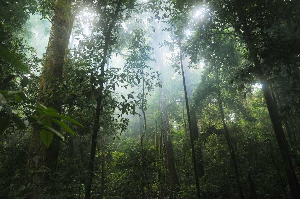 Google to Buy Carbon Credits from Amazon Reforestation Project