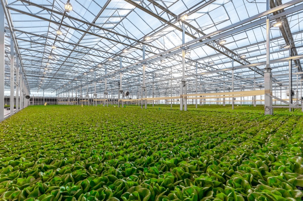 Gotham Greens Opens New 10-Acre Farm in California