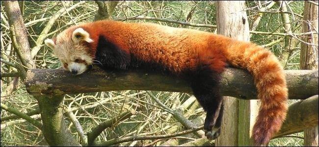 Firefox vs Chrome: Why Firefox Lags Behind