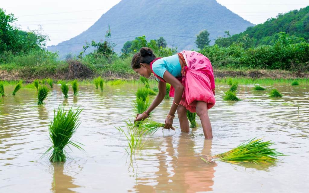 AI Startup Tackles Climate Change for Rice Farmers
