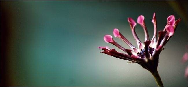 Depth of Field: A Guide to Better Photos