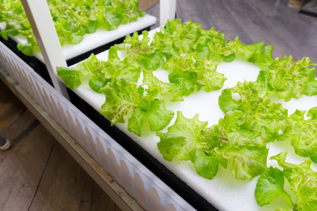 Vertical Hydroponic Farming | Grow at Home - Just Vertical