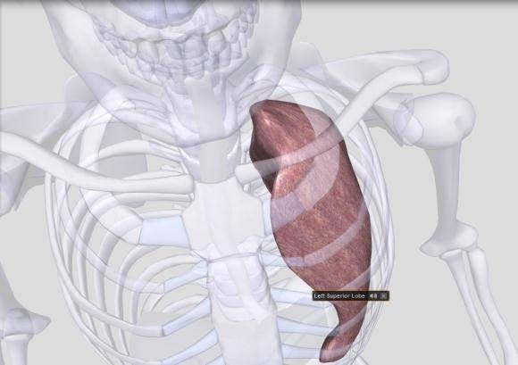 biodigital-human-amazing-3d-map-reference-human-body-10.jpg