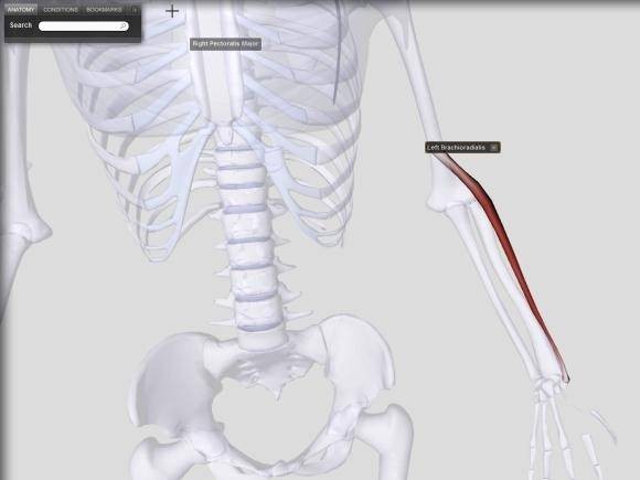 biodigital-human-amazing-3d-map-reference-human-body-3.jpg