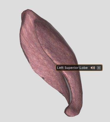 biodigital-human-amazing-3d-map-reference-human-body-7.jpg
