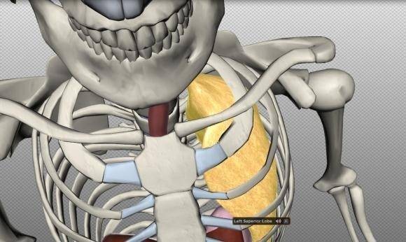 biodigital-human-amazing-3d-map-reference-human-body-9.jpg