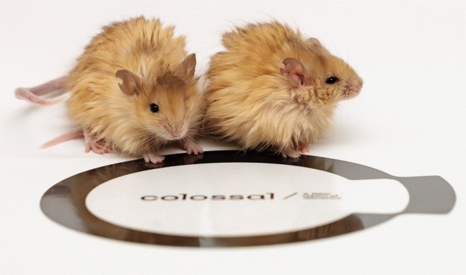 colossal ceo ben lamm says humanity has a ‘moral obligation’ to pursue de-extinction tech