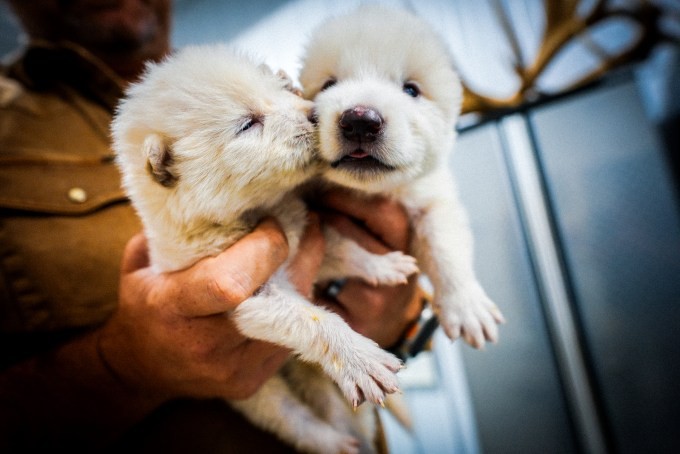 does colossal biosciences’ dire wolf creation justify its $10b+ valuation?