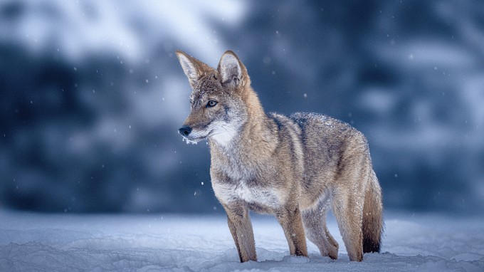 does colossal biosciences’ dire wolf creation justify its $10b+ valuation?