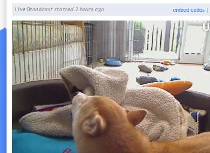 free-webcams-watch-bored-2.jpg