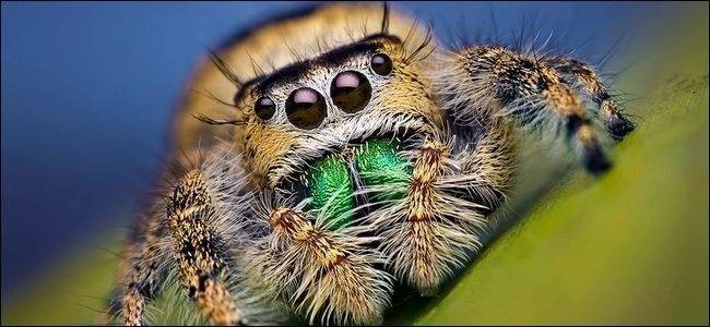 how-to-enjoy-macro-photography-on-the-cheap-1.jpg