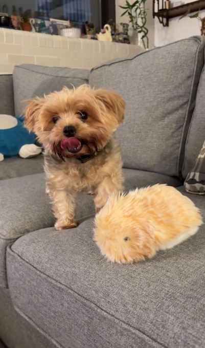 i spent a month living with a $430 ai pet, the casio moflin