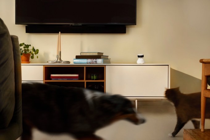 petlibro’s new smart camera uses ai to describe your pet’s movements, and it’s adorable