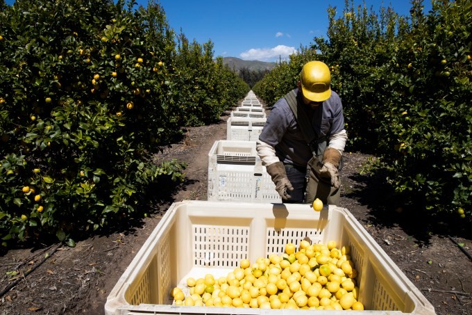 seso labor is providing a way for migrant farmworkers to get legally protected work status in the us