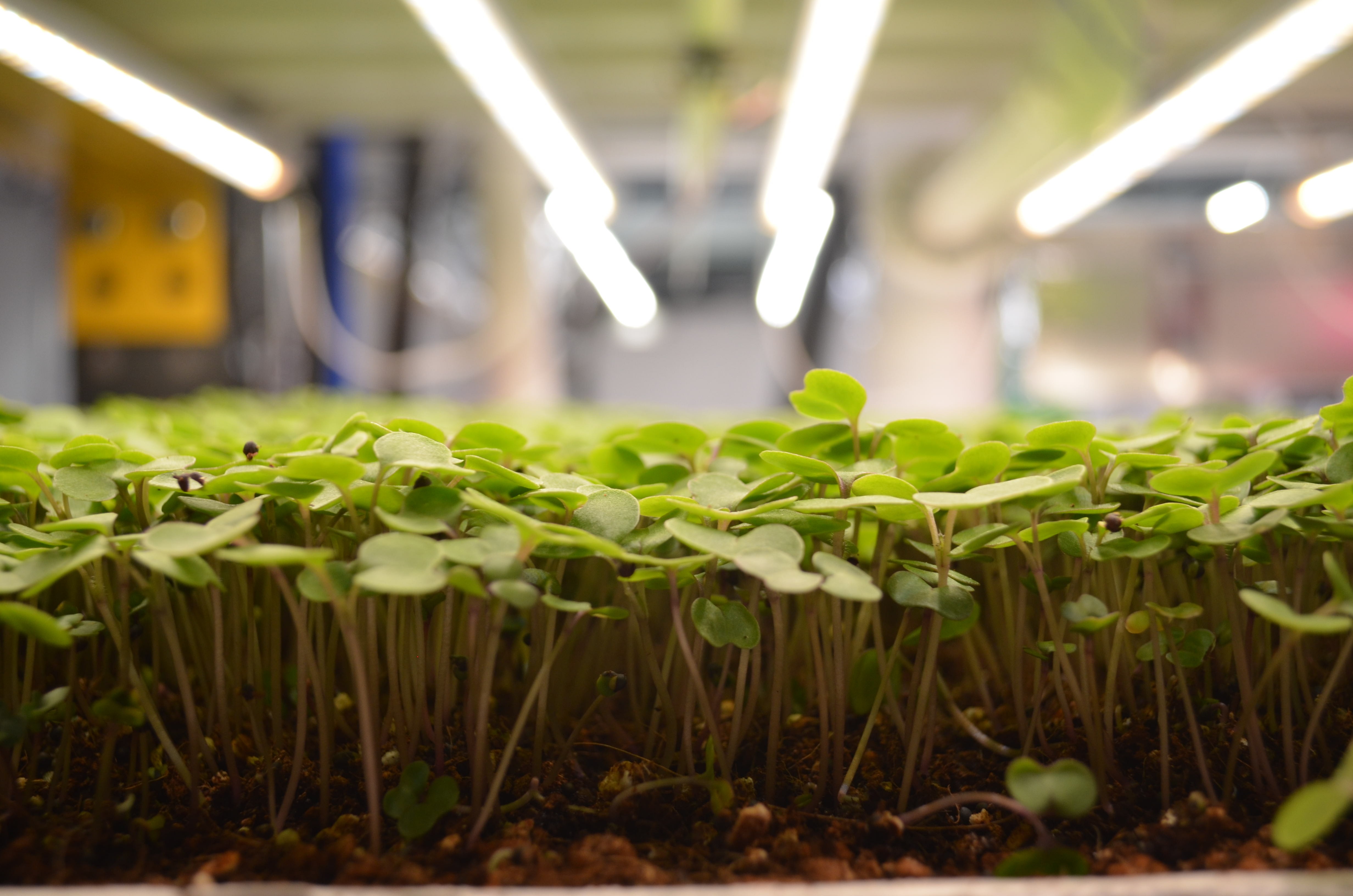 upward plans to open a 250,000-square-foot vertical farm in pa early next year