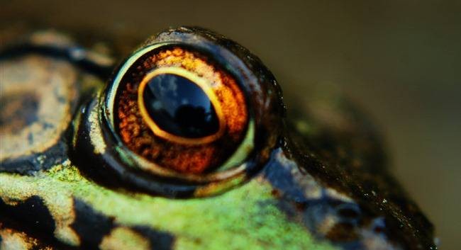 what-do-i-need-to-know-before-buying-a-new-lens-for-my-camera-7.jpg