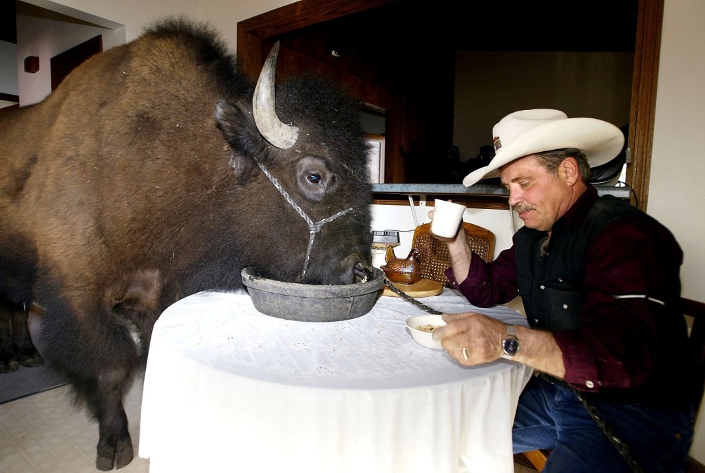 Orbillion Bio Secures Investment for Lab-Grown Meat - Wagyu, Elk & Bison