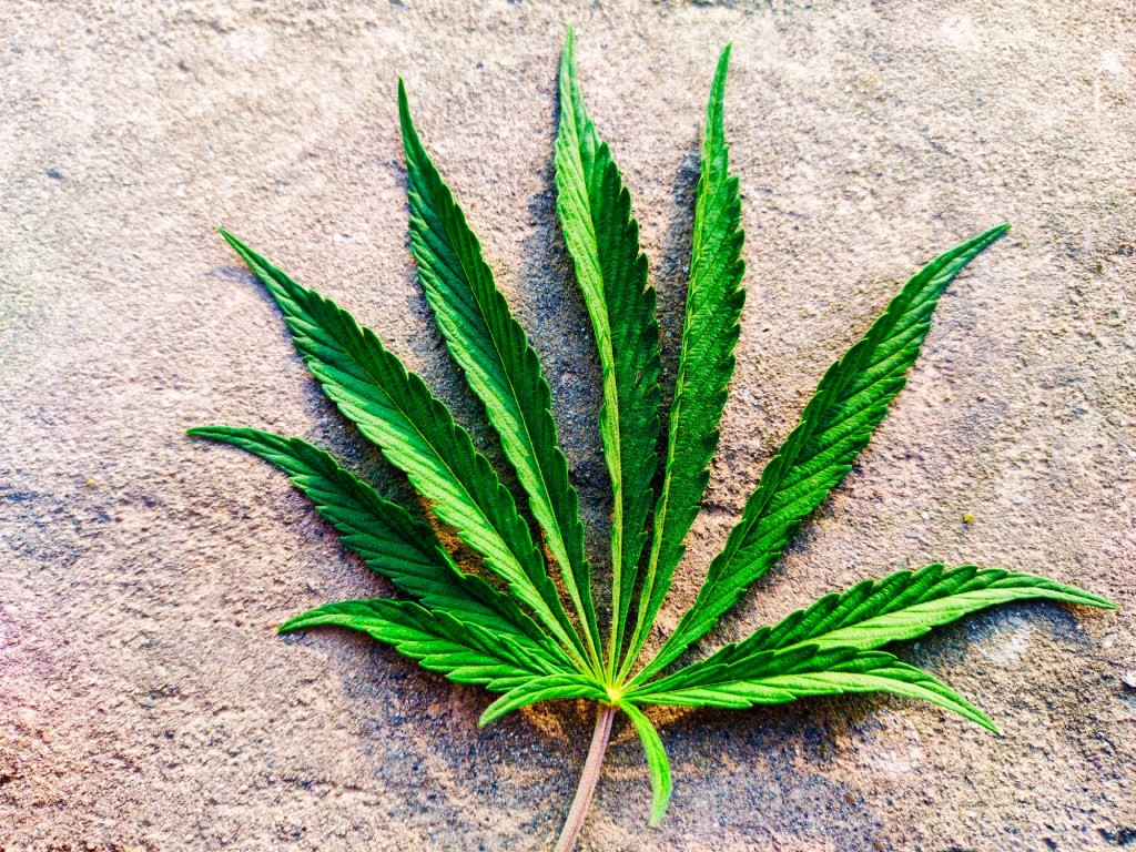 Is That Weed Green Enough? - Cannabis Quality
