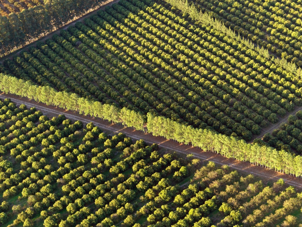 Latin America's Food Paradox: Challenges and Contradictions