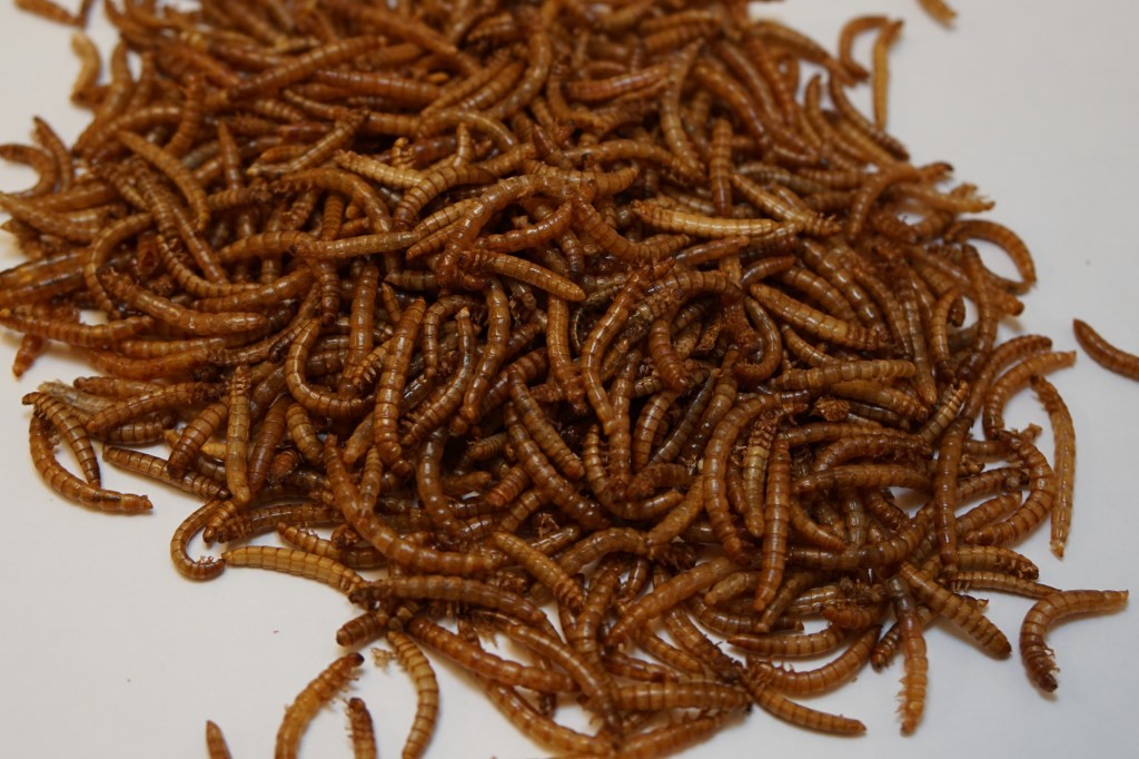 Beta Hatch Raises $10M for Mealworm Farming Innovation